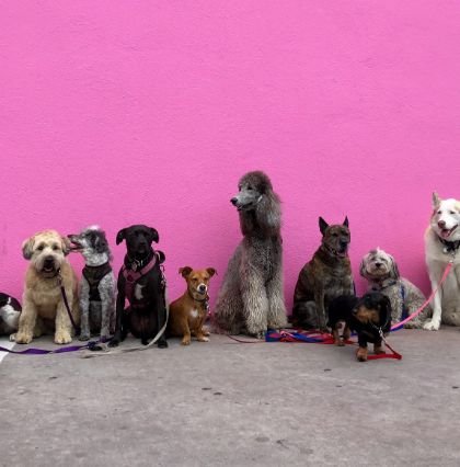LINEE GUIDA PER L’UTILIZZO DELL’AREA DI SGAMBAMENTO CANI