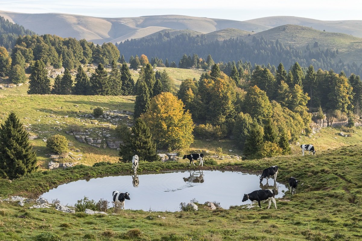 campi con animali selvatici
