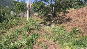 terreno con sterparglie